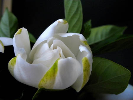 安徽得潤(rùn)電氣 高低壓開(kāi)關(guān)柜 軟起柜 咨詢熱線4000551777 安徽得潤(rùn)電氣 高低壓開(kāi)關(guān)柜 軟起柜 咨詢熱線4000551777